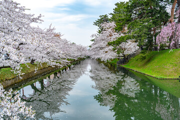 Hirosaki park cherry blossoms matsuri festival in springtime season beautiful morning day. Beauty full bloom pink sakura flowers at outer moat. Aomori Prefecture, Tohoku Region, Japan