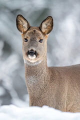 Roe deer portrait in winter forest scenery
