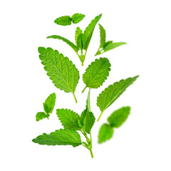 Mint leaf mockup. Fresh flying green mint leaves, lemon balm, melissa, peppermint isolated on white background. With clipping path. Cut out Mint leaf texture, pattern. Spearmint herbs - obrazy, fototapety, plakaty