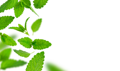 Mint leaf mockup. Fresh flying green mint leaves, lemon balm, melissa, peppermint isolated on white background. With clipping path. Cut out Mint leaf texture, pattern. Spearmint herbs