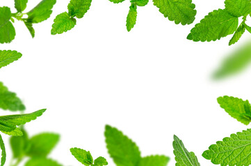 Mint leaf mockup. Fresh flying green mint leaves, lemon balm, melissa, peppermint isolated on white background. With clipping path. Cut out Mint leaf texture, pattern. Spearmint herbs