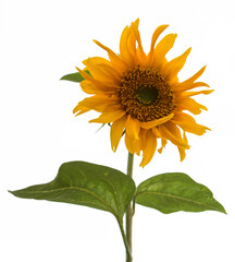 Beautiful sunflower  
