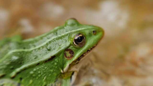 Green frog in water on stone, close up slow zoom in.