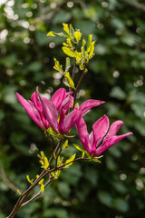 Magnolia Susan (Magnolia liliiflora x Magnolia stellata).Huge magnolia bush with large pink flowers...