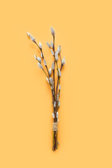Willow branches on a plain background. Element for Religion, Palm Sunday and Esther theme. © Olena Svechkova