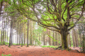 Ponthus, arbre remarquable en forêt de Brocéliande
