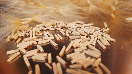 Adenium Dry Seeds after Harvesting or Desert Rose Dry Seeds 
