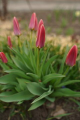 Close-up of a beautiful pink tulip flower in a flower field in the Netherlands, spring time, vertical