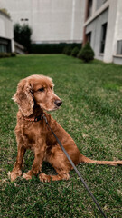 Cocker Spaniel on the green garden