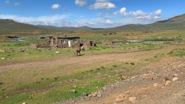 Donkey trailing rope at picturesque rural farmhouse in Lesotho Africa