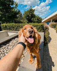 Cocker Spaniel on the green garden