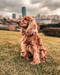 Cocker Spaniel on the green garden