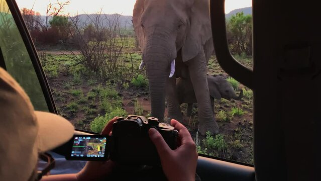 POV: Photographer points camera out vehicle window at elephant baby