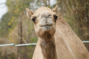 portrait of a camel close up