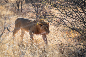 Big lion lying on savannah grass. Landscape with characteristic trees on the plain and hills in the background