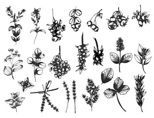 Fototapeta na wymiar Graphic tea herbs elements set, banner of herbs and branches. Liner sketch wildflowers clipart. Floral illustration for cards, invitations, quote and decorations.