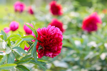 Peony Paeonia festiva Rubra Plena