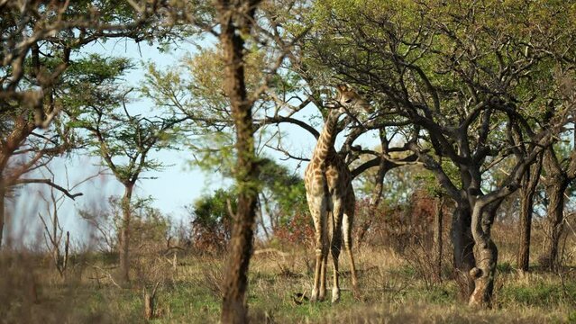 Wide shot of a giraffe searching the acacia thorn trees for food to eat, in a dense African forest landscape.