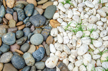 texture is decorative pebbles. Textured background of smooth multi colored and white pebbles, stone