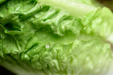 Fresh organic cos or romaine lettuce, Green texture background