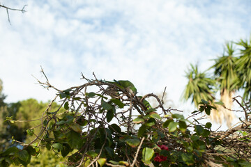Green parrots on a tree in Spain. Monk Parakeets or Quaker Parrots birds in front of palm trees.