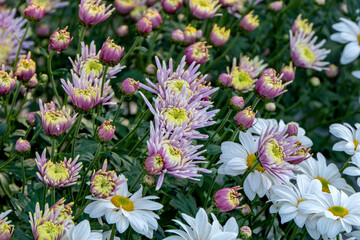 Flowers of white-pink chrysanthemums close-up on a blurred background