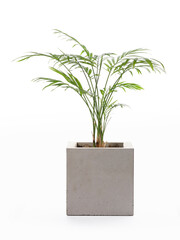 Tropical office plant in concrete cube pot on white background. 100 megapixel stock photo