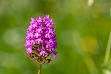 Anacamptis pyramidalis, sahlep orchid, Wildflowers of Turkey