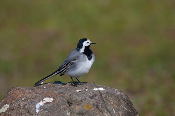 little bird watching around on the stone, White Wagtail, Motacilla alba