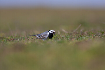 little bird on the grass, White Wagtail, Motacilla alba
