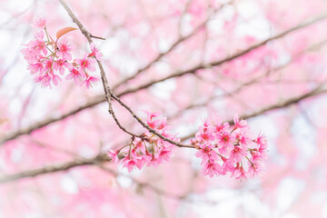 Obraz premium Beautiful Wild Himalayan Cherry Blooming pink Prunus cerasoides flowers at Phu Lom Lo Loei and Phitsanulok of Thailand