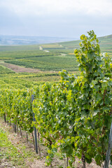 Fototapeta na wymiar vine plants on a vineyard during end of september, mainz zornheim, germany