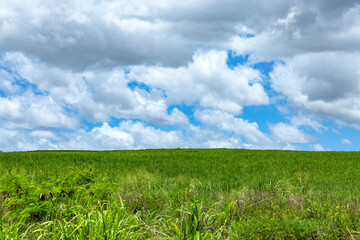 Obraz premium green field and blue sky