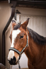 Horse is preparing for riding. He is waiting for his rider.