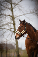 Fototapeta premium Horse is walking outside with his owner. He is waiting for his rider.