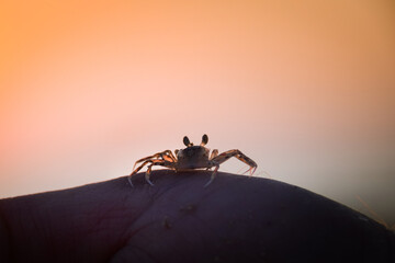 Vibrant sunset descending on the horizon with crab, sea in golden colors, small waves gently touching the sands