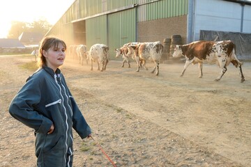 Rentrée des vaches pour la traite sous la conduite de la salariée agricole de l'exploitation....