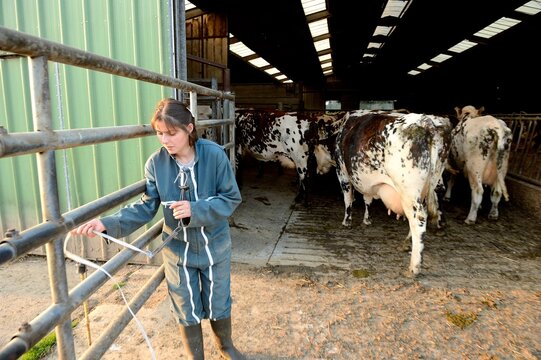 Rentr&eacute;e des vaches pour la traite sous la conduite de la salari&eacute;e agricole de l'exploitation. Troupeau de race normande