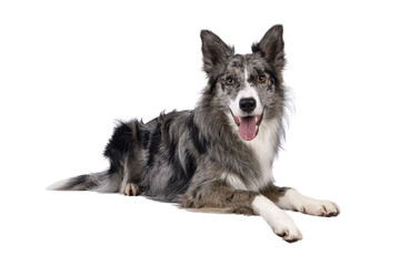 Young adult blue merle Border Collie dog, laying down side ways on edge. Looking straight towards camera panting. Isolated cutout on a transparent background.
