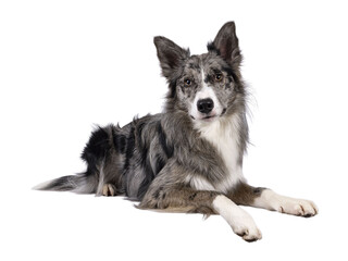 Young adult blue merle Border Collie dog, laying down side ways on edge. Looking straight towards...