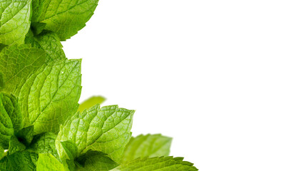 Border of Peppermint Leaves close up. Fresh Juicy Green Leaves of Mint.
