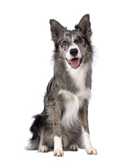 Young adult blue merle Border Collie dog, sitting up facing front. Looking straight towards camera panting. Isolated cutout on a transparent background. - obrazy, fototapety, plakaty