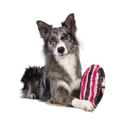 Young adult blue merle Border Collie dog, laying down holding frisbee between paws. Looking straight towards camera. Isolated cutout on a transparent background.