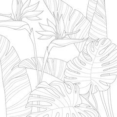 Realistic bird of paradise flowers and tropical monstera leafs sketch template. Cartoon vector illustration in black and white for games. Childrens story book, coloring paper, page. Print for fabrics