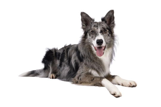 Young adult blue merle Border Collie dog, laying down side ways on edge. Looking straight towards camera panting. Isolated cutout on a transparent background.