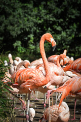 Zoos portrait of flamingos, they are pink and orange. And they are looking so good.