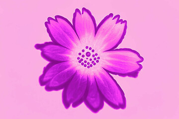 Petal flower background wallpaper