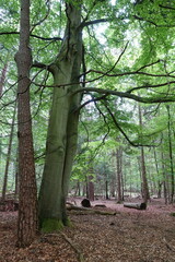 Buchenwald im Frühling