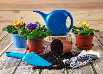 Gardening and planting flowers in the spring. Primrose flowers in pots and garden tools with soil on a light background.