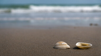 shells on the beach